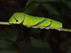 Papilio helenus daksha