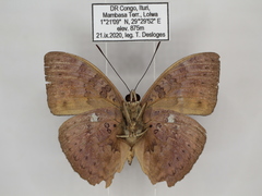 Bebearia languida