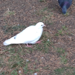 Columba livia domestica