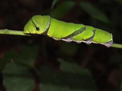 Papilio helenus daksha