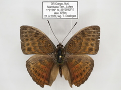 Bebearia languida