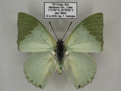 Charaxes minor minor