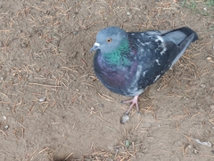 Columba livia domestica