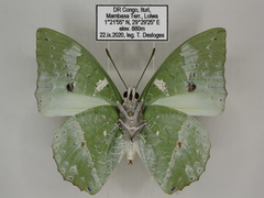 Charaxes minor minor
