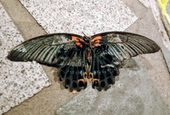 Papilio memnon