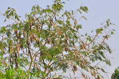 Parapiptadenia rigida