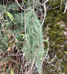 Usnea hieronymi