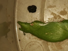 Papilio polytes stichius