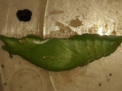 Papilio polytes stichius