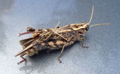 Calliptamus madeirae