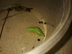 Papilio polytes stichius