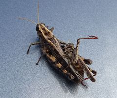 Calliptamus madeirae