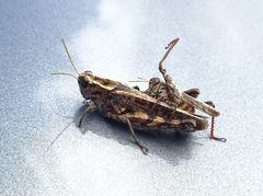 Calliptamus madeirae