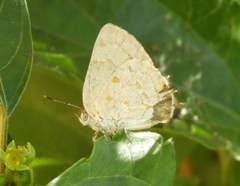 Tmolus echion echiolus