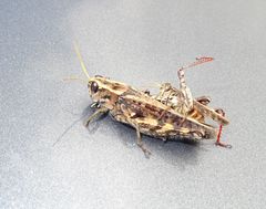 Calliptamus madeirae