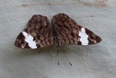 Ectima thecla thecla