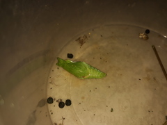 Papilio polytes stichius