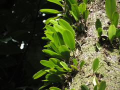 Bulbophyllum baileyi