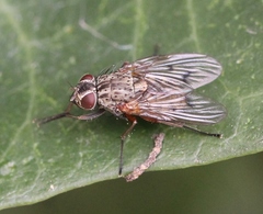 Phaonia tuguriorum
