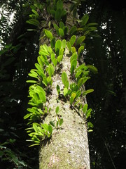 Bulbophyllum baileyi