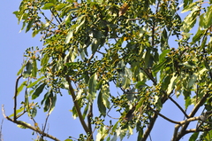 Ocotea puberula