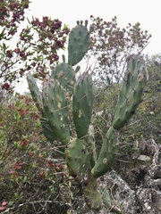 Opuntia bonaerensis