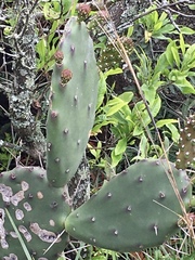 Opuntia bonaerensis