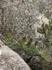Opuntia bonaerensis