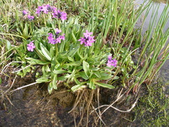 Primula nivalis