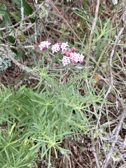 Stevia satureiifolia