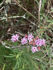 Stevia satureiifolia