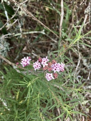 Stevia satureiifolia
