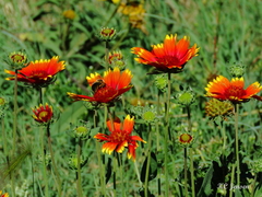 Gaillardia × grandiflora