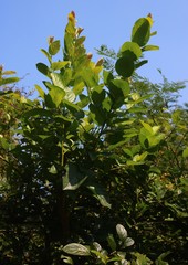 Antidesma ghaesembilla