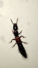 Xantholinus linearis