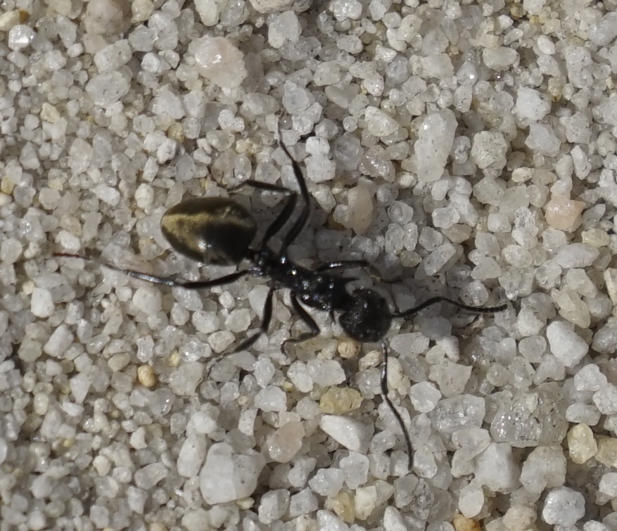 Dolichoderus clarki