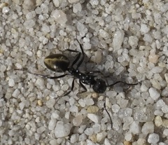 Dolichoderus clarki