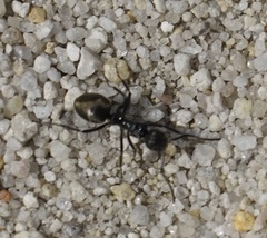 Dolichoderus clarki