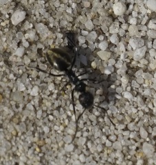 Dolichoderus clarki