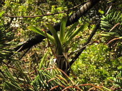 Tillandsia denudata