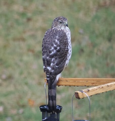Accipiter cooperii