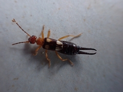 Forficula smyrnensis