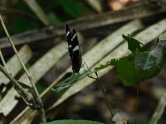 Heliconius antiochus