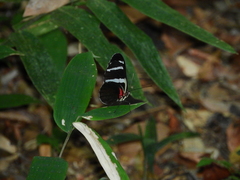 Heliconius antiochus