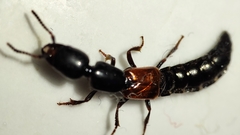 Xantholinus linearis