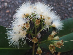 Syzygium kuranda