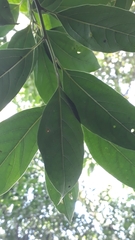 Nectandra