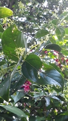 Nectandra