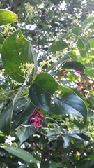 Nectandra