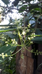 Nectandra